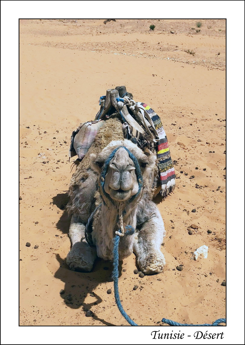 2018 - 05 - Djerba - 47